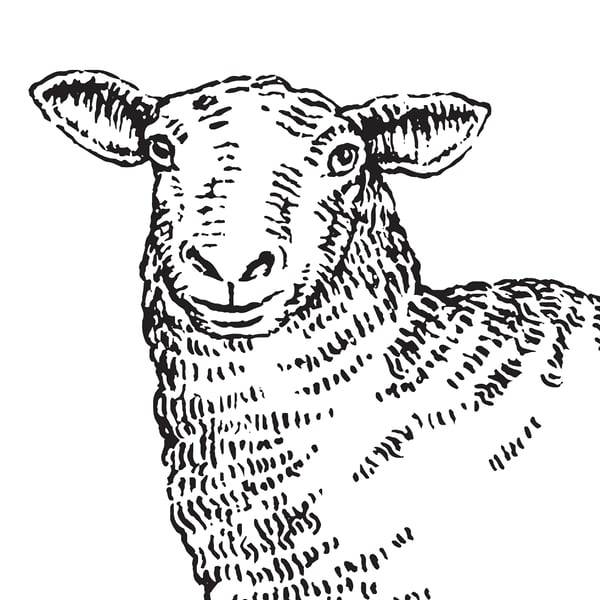 Craggy Range Sheep Dairy - Cat Chapman Illustration
