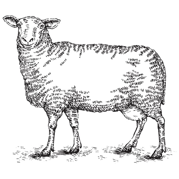 Craggy Range Sheep Dairy - Cat Chapman Illustration