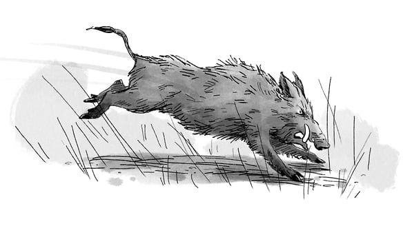 Jake Whyte Pig Hunter - Cat Chapman Illustration