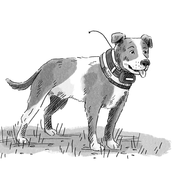 Jake Whyte Pig Hunter - Cat Chapman Illustration